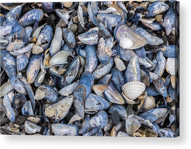 Mussel Acrylic Print featuring the photograph Mussel Beach by Nigel R Bell