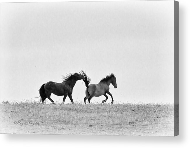 Beautiful Acrylic Print featuring the photograph Mustangs Sparring 2 by Roger Snyder