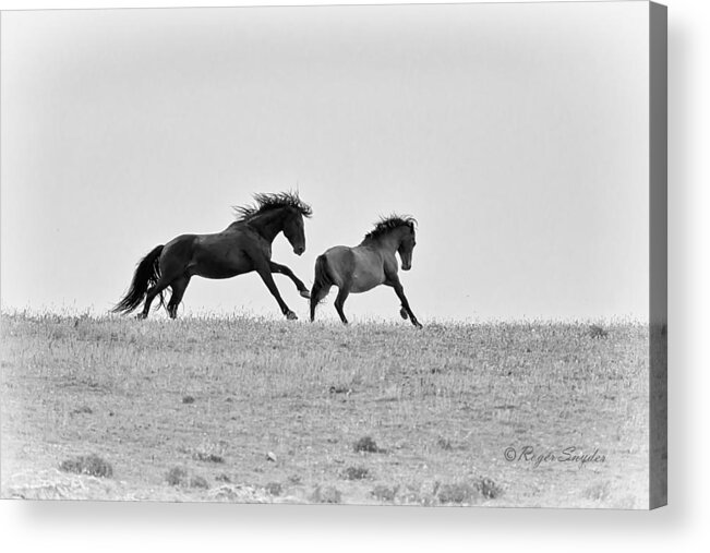 Beautiful Acrylic Print featuring the photograph Mustangs Sparring 3 by Roger Snyder