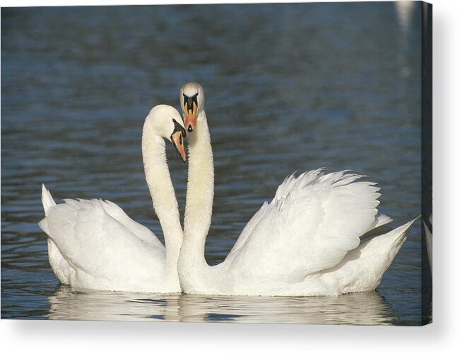 Feb0514 Acrylic Print featuring the photograph Mute Swan Courting Pair by Konrad Wothe