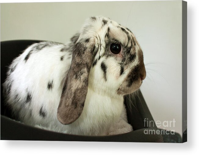 Rabbit Acrylic Print featuring the photograph My Friend Bunny by Terri Waters