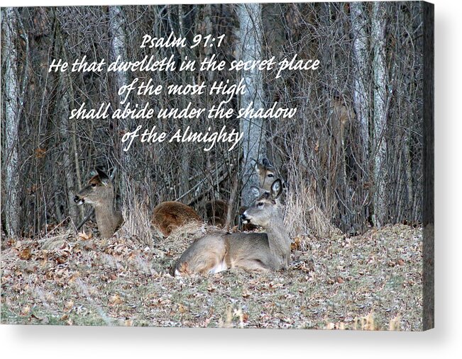 White Tail Deer Acrylic Print featuring the photograph My Secret Place by Lorna Rose Marie Mills DBA Lorna Rogers Photography