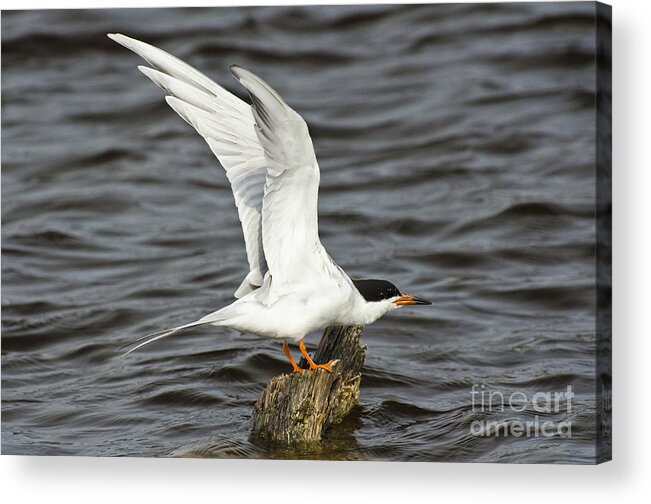 Forster's Tern Acrylic Print featuring the photograph My Tern by Dan Hefle
