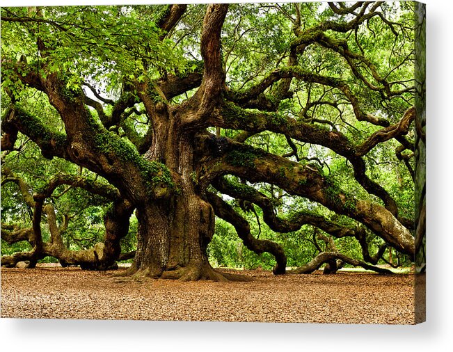  Johns Island Acrylic Print featuring the photograph Mystical Angel Oak Tree by Louis Dallara