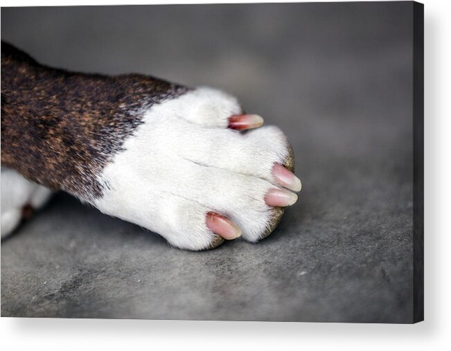 Boxer Acrylic Print featuring the photograph Nail Biter by Sennie Pierson