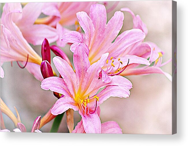 Pink Lilies Acrylic Print featuring the photograph Naked Ladies or Surprise Lilies by Karen McKenzie McAdoo