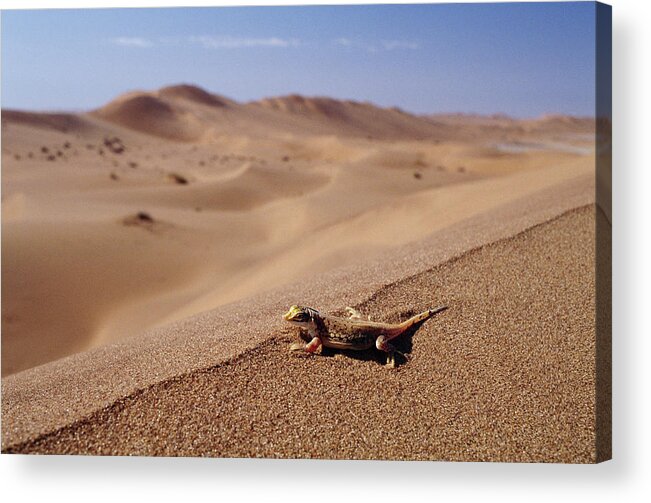 00511441 Acrylic Print featuring the photograph Namib Sanddiver Aporosaura Anchietae by Michael and Patricia Fogden