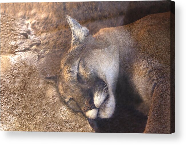 Cougar Acrylic Print featuring the photograph Nap Time by Mike Stephens
