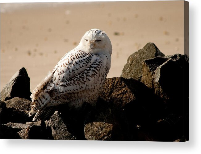 Snowy Owl Acrylic Print featuring the photograph Napping on the Rocks by Kristia Adams