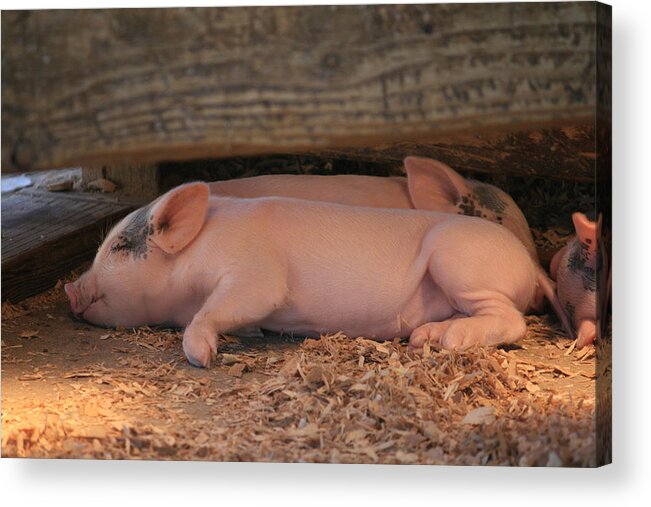 Piglets Acrylic Print featuring the photograph Naptime by Kathleen Scanlan