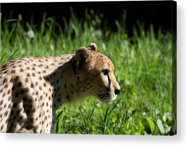 National Acrylic Print featuring the photograph National Zoo - Leopard - 011316 by DC Photographer