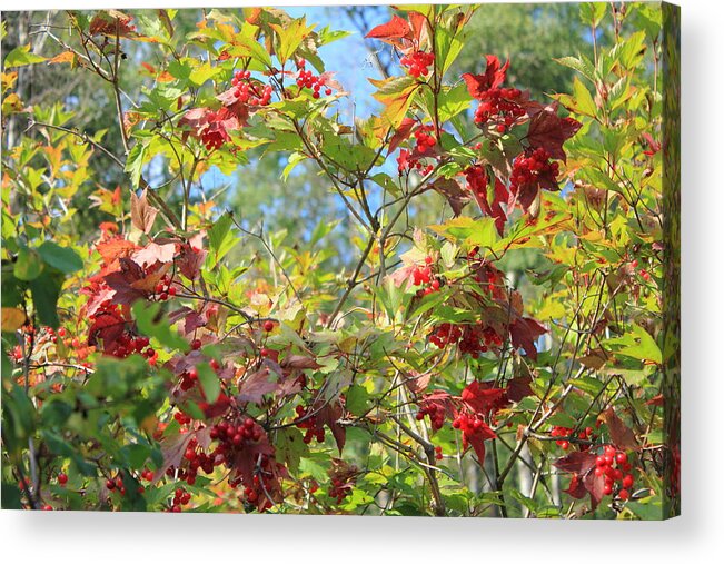 Berries Acrylic Print featuring the photograph Natural Cranberry Wreath by Jim Sauchyn