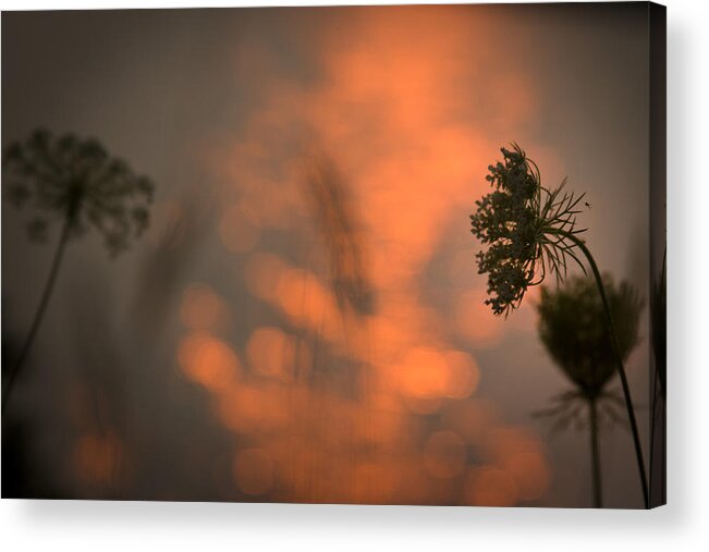 Queen Anne Acrylic Print featuring the photograph Nature Art by Daniel Martin