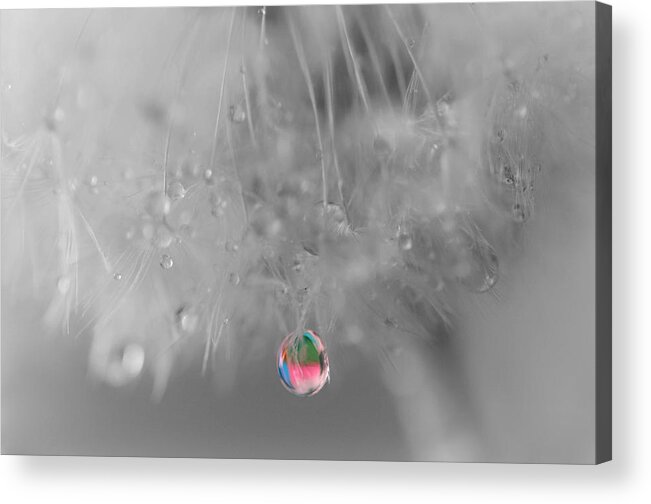 Dew Drop Acrylic Print featuring the photograph Nature's Crystal Ball by Marianna Mills