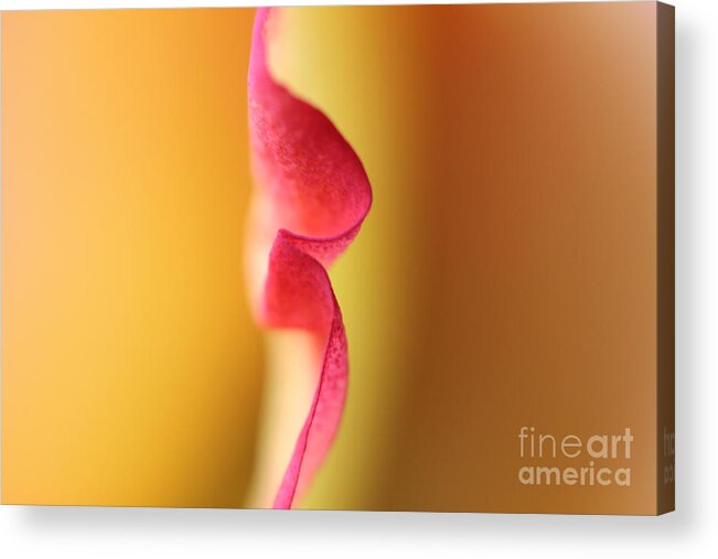 Music Rest Acrylic Print featuring the photograph Nature's Music by Stacey Zimmerman
