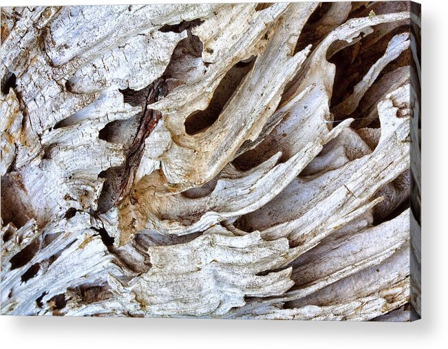 Driftwood Acrylic Print featuring the photograph Nature's Sculpture-2 by Shirley Mitchell