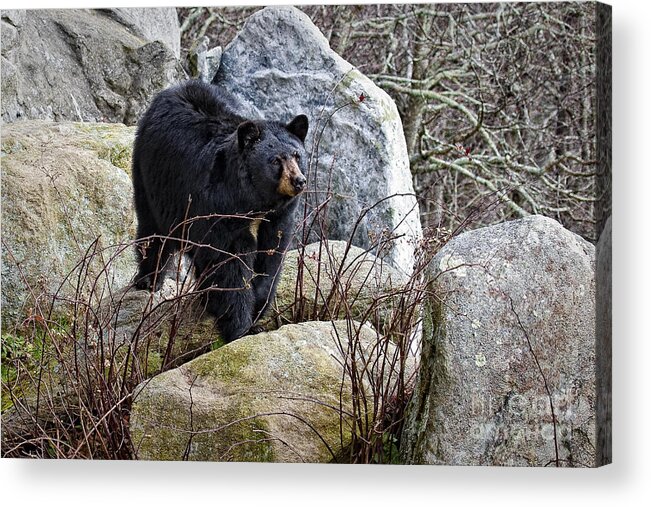 Black Bear Acrylic Print featuring the photograph Black Bear In the Rocks by Ronald Lutz