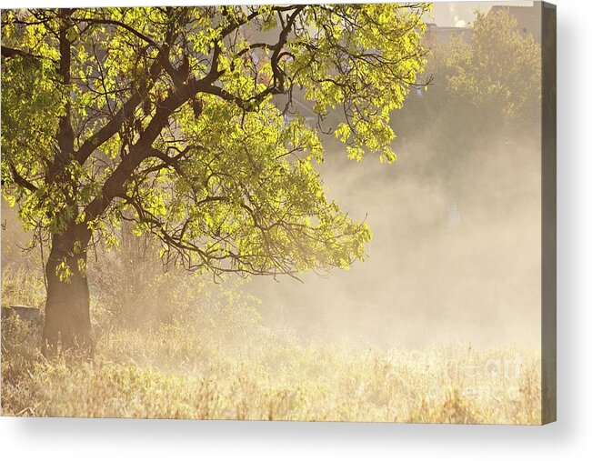Tree Acrylic Print featuring the photograph Nebulous tree by Heiko Koehrer-Wagner