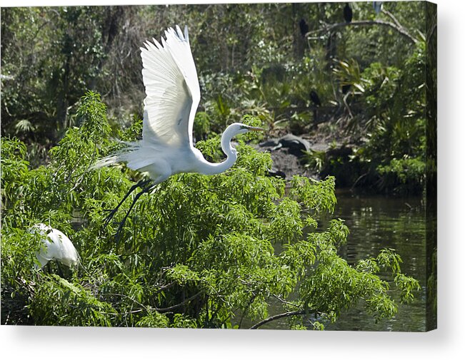 Great White Egrets Acrylic Print featuring the photograph Need More Branches by Carolyn Marshall