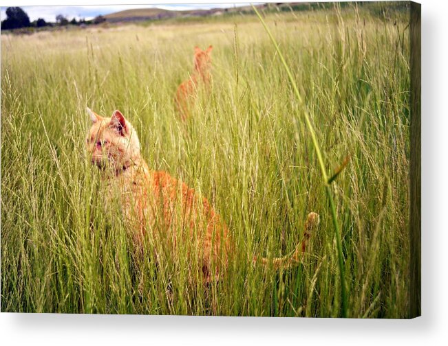 Cats Acrylic Print featuring the photograph Neighborhood Watch by Lisa Holland-Gillem