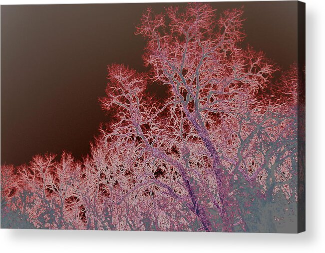 Wisconsin Acrylic Print featuring the photograph Neon Trees Three by A K Dayton