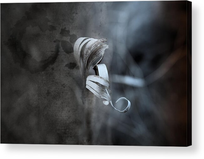 Curl Acrylic Print featuring the photograph Neutral Order by Mark Ross