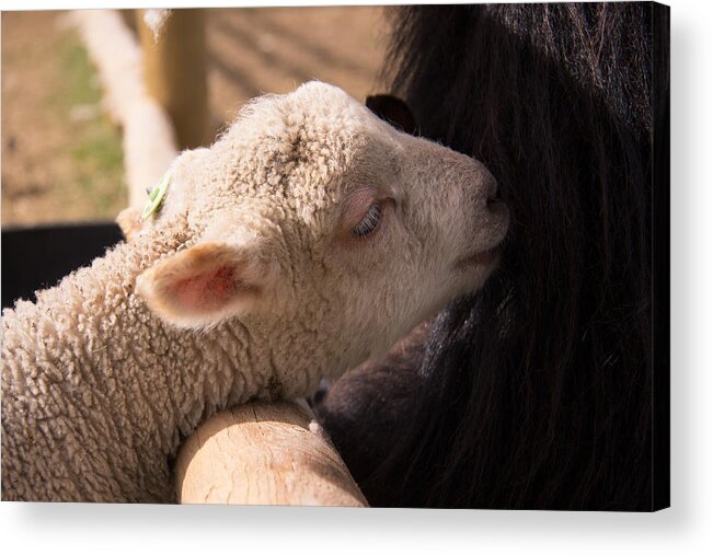 Sheep Acrylic Print featuring the photograph New Friends by Kathy Bassett