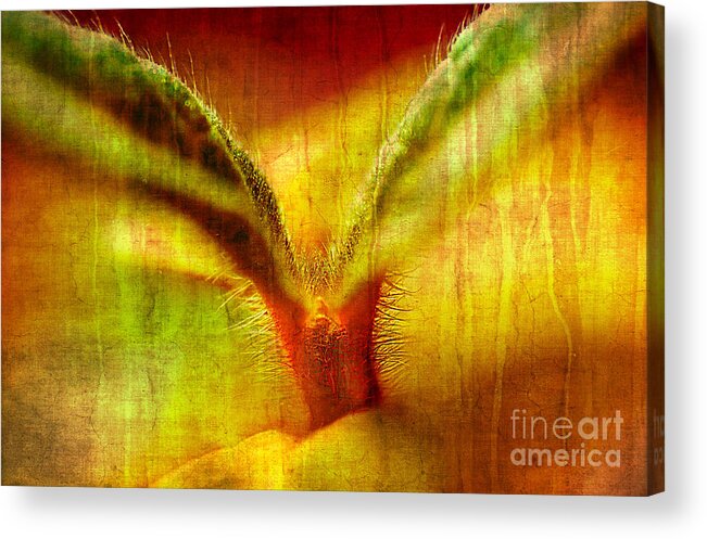 Floral Acrylic Print featuring the photograph New Growth by Barry Weiss