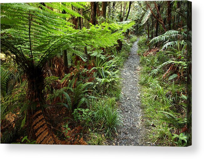 Forest Acrylic Print featuring the photograph New Zealand forest by Les Cunliffe