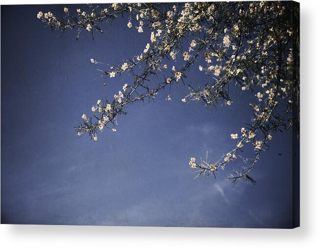 Nature Acrylic Print featuring the photograph Next Time I'll Be Sweeter by Laurie Search