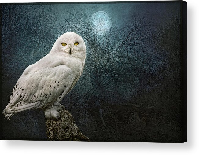 Snowy Owl Acrylic Print featuring the photograph Night Owl by Brian Tarr