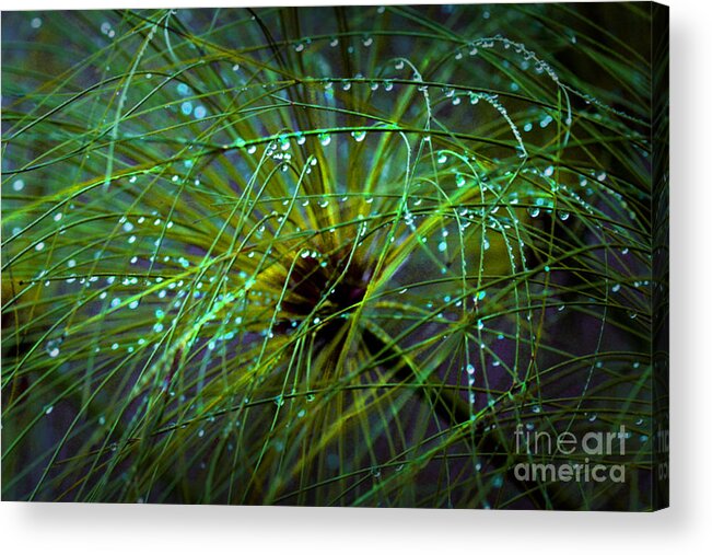 Trees Acrylic Print featuring the digital art Nightmare by Angelika Drake