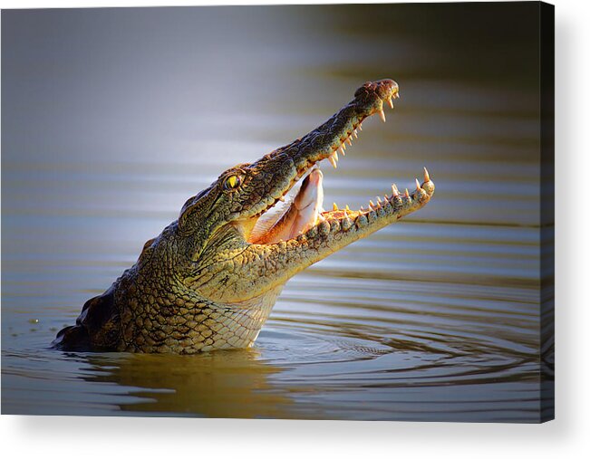 Crocodile Acrylic Print featuring the photograph Nile crocodile swollowing fish by Johan Swanepoel