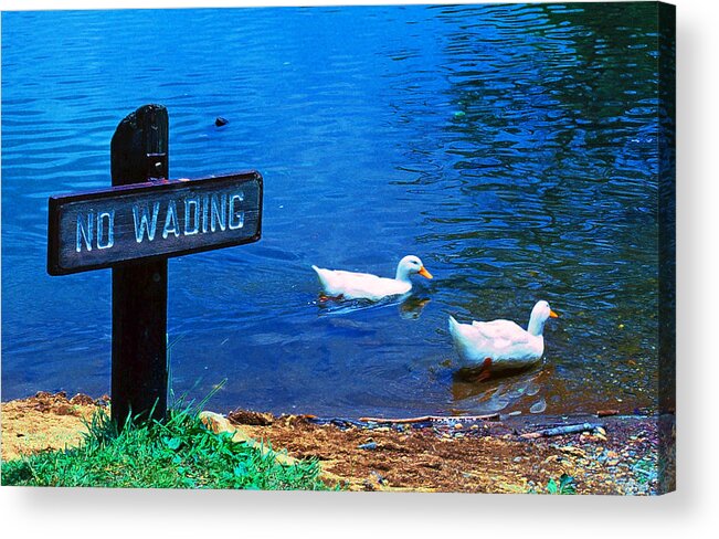 Wading Acrylic Print featuring the photograph No Wading by Marie Hicks