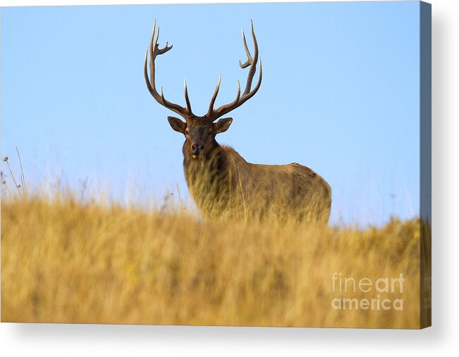 Elk Acrylic Print featuring the photograph Elk Ridge by Aaron Whittemore