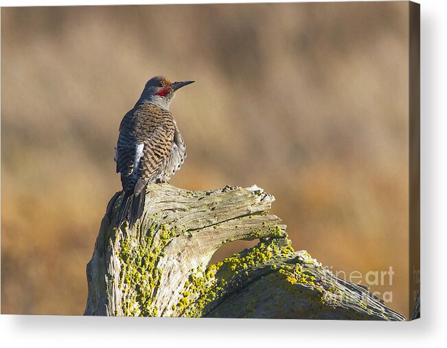 Northern Flicker Acrylic Print featuring the photograph Northern Flicker by Sharon Talson