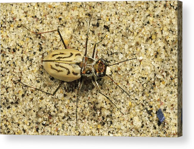 Feb0514 Acrylic Print featuring the photograph Northern Beach Tiger Beetle Marthas by Mark Moffett