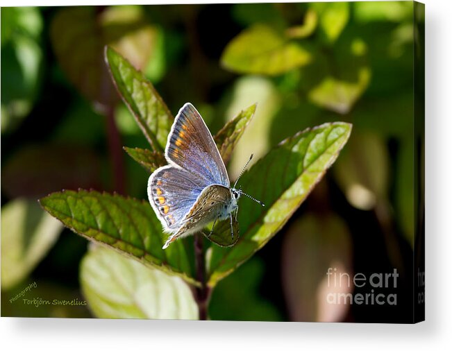 Northern Blue Acrylic Print featuring the photograph Northern Blue by Torbjorn Swenelius