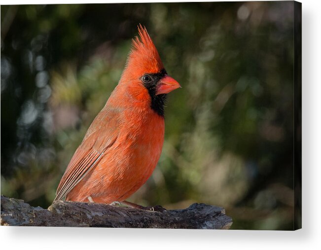 Northern Cardinal In Winter Acrylic Print featuring the photograph Northern Cardinal by Kenneth Cole