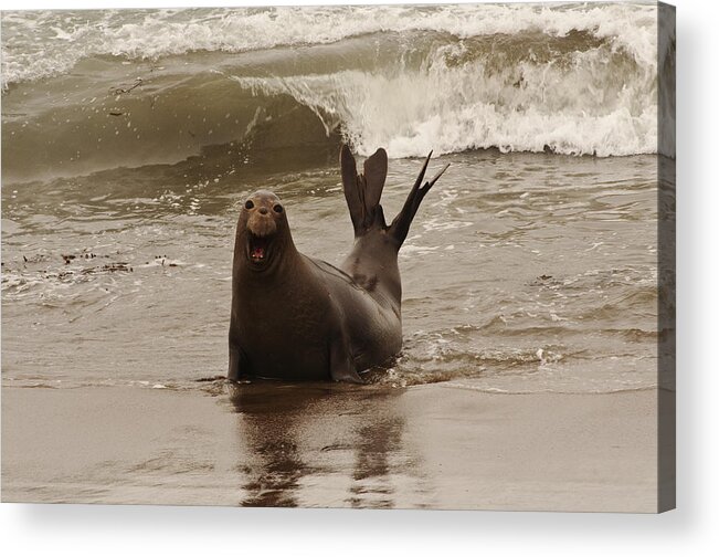 Photography Acrylic Print featuring the photograph Northern Elephant Seal by Lee Kirchhevel