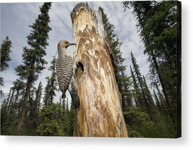 Michael Quinton Acrylic Print featuring the photograph Northern Flicker At Nest Cavity by Michael Quinton