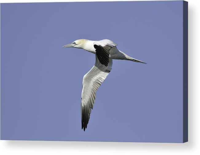 Gannet Acrylic Print featuring the photograph Northern Gannet in flight by Bradford Martin