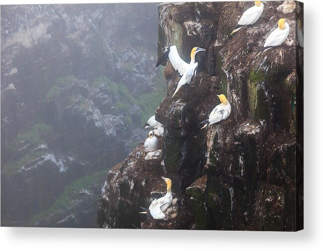 Northern Gannet Acrylic Print featuring the photograph Northern Gannets in Cape St. Mary by Perla Copernik