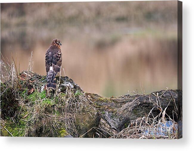 Northern Harrier Acrylic Print featuring the photograph Northern Harrier Hawk on Stump by Sharon Talson