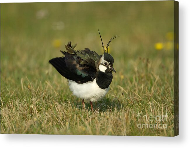 Northern Lapwing Acrylic Print featuring the photograph Northern Lapwing by Helmut Pieper