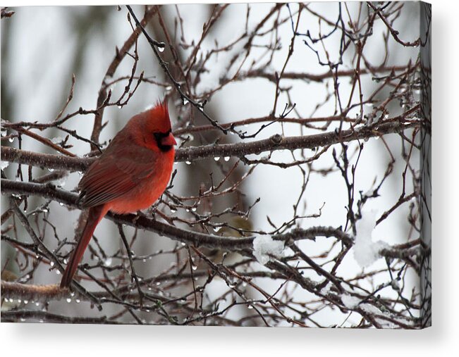 Cardinal Acrylic Print featuring the photograph Northern red cardinal in winter by Jeff Folger