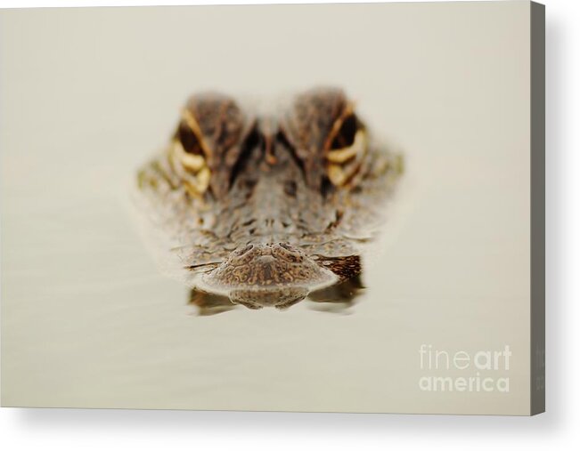Alligator Acrylic Print featuring the photograph Nose by Lynda Dawson-Youngclaus