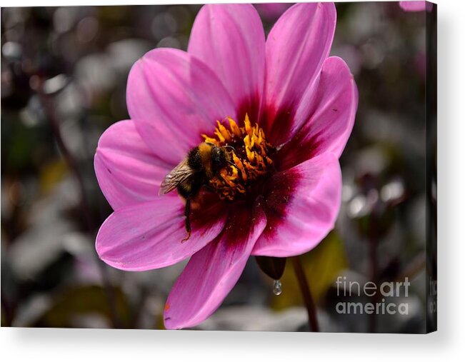 Plant Acrylic Print featuring the photograph Nosy Bumble Bee by Scott Lyons