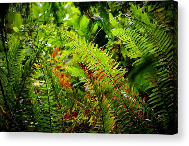 Swordferns Acrylic Print featuring the photograph November Ferns by Adria Trail