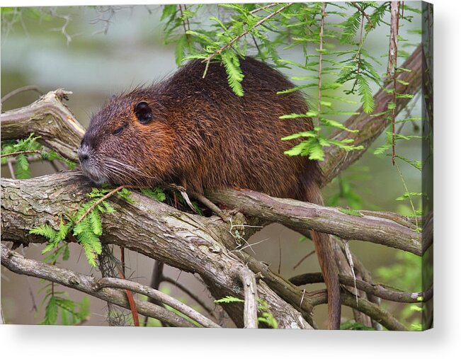 Adult Acrylic Print featuring the photograph Nutria (myocastor Coypus by Larry Ditto